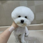 멍멍이랑호호아줌마