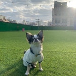 놀다가시개 애견유치원호텔