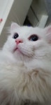 펫트로몰