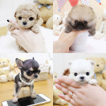 해피애견타운 강아지고양이 서울 충무로점