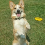 워킹애니멀스쿨 애견훈련소 애견유치원 애견호텔