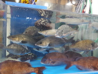 하남수산물시장