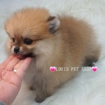 루이스펫샵 의정부본점