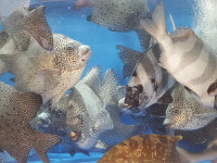 하남수산물시장