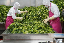 송가네돌산갓김치