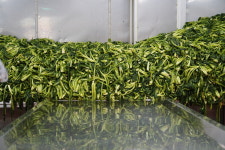 송가네돌산갓김치