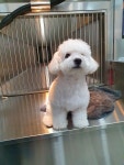 슈슈댕 천안두정점