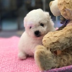 천안 강아지분양 고양이분양 나라애견 불당점