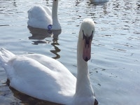 백조공원 강변방사장