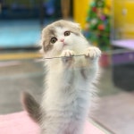 천안 강아지분양 고양이분양 나라애견 불당점