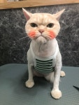 스파펫살롱