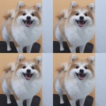 안나펫살롱