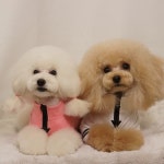 pet salon 몽끌