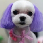 pet salon 몽끌