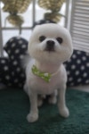 pet salon 몽끌