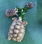 해피주 동물카페