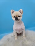 모찌반려견미용실