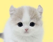 수원고양이분양 나비캣