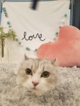 고양이미용 미오 용인점