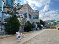 세븐애견카페 애견호텔