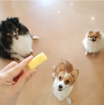 멍이와쿤이 미어캣 라쿤카페