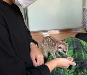 멍이와쿤이 미어캣 라쿤카페