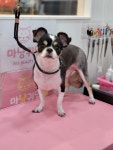 마냥귀엽개
