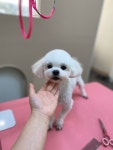 멍끌림