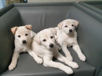 아이조아요양보호소 동탄점