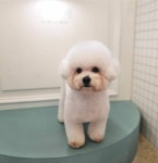 뽐나개