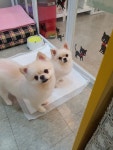망고&체리애견샵