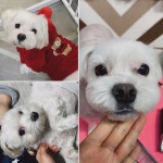 이자매펫미용원