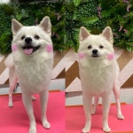 이자매펫미용원