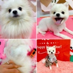 이자매펫미용원