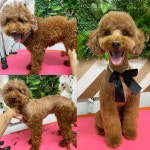 이자매펫미용원