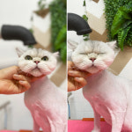 이자매펫미용원