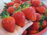 이성돈딸기농장