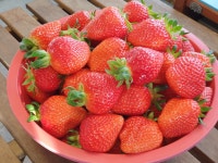 이성돈딸기농장