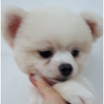 멍멍샵
