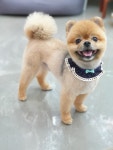 깍독깍dog