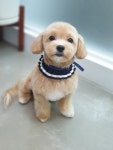 깍독깍dog
