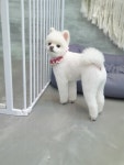 깍독깍dog