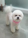 깍독깍dog