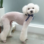 깍독깍dog