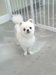 깍독깍dog