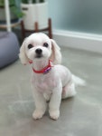 깍독깍dog