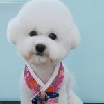 안나펫살롱