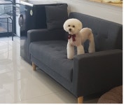 멍멍살롱