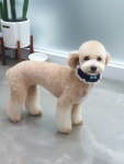 깍독깍dog