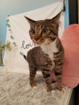 고양이미용 미오 용인점